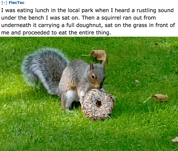 Squirrel Donut